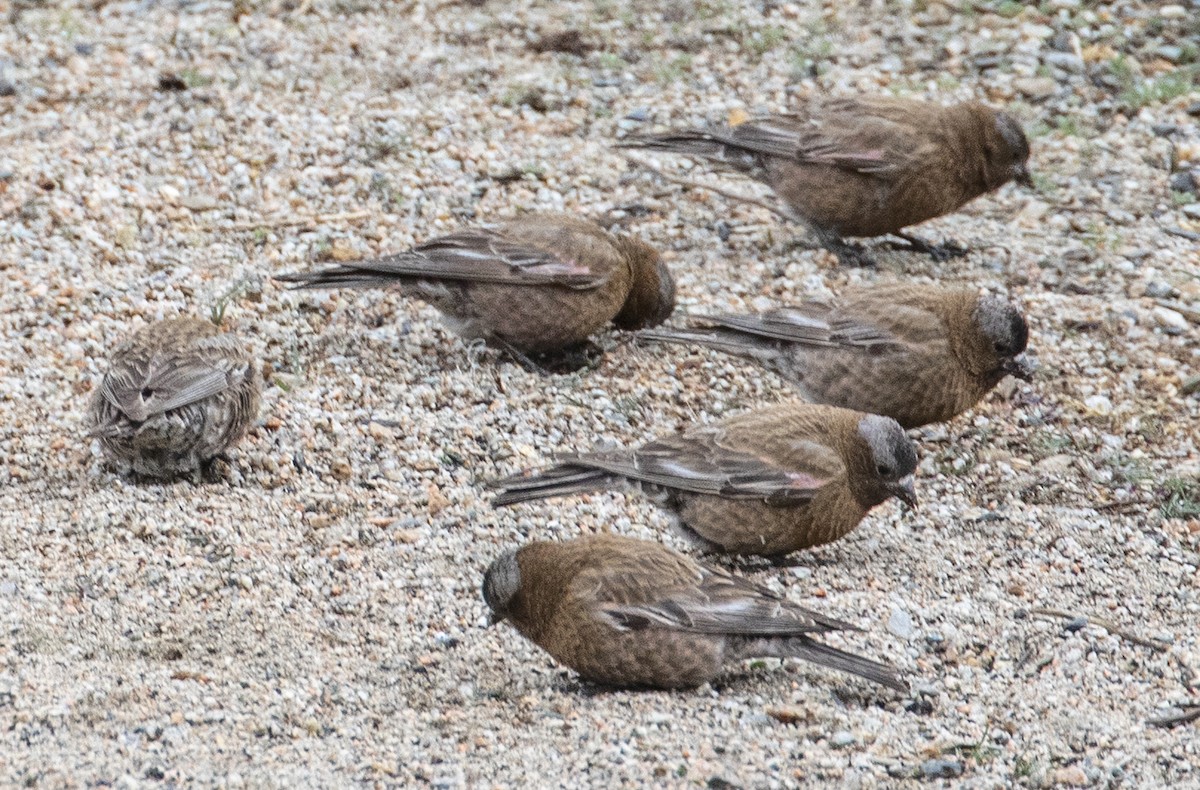 Gray-crowned Rosy-Finch - ML582288791