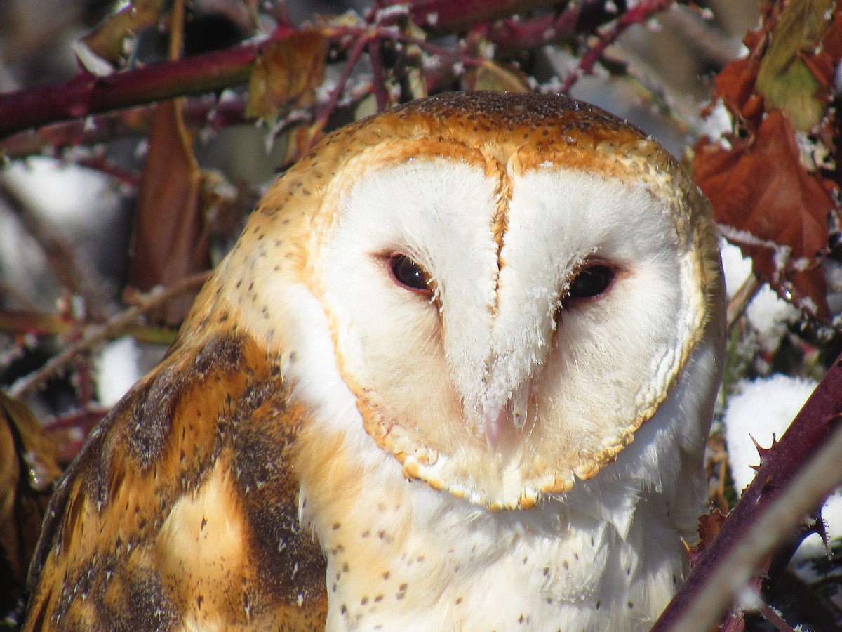American Barn Owl - ML58228941