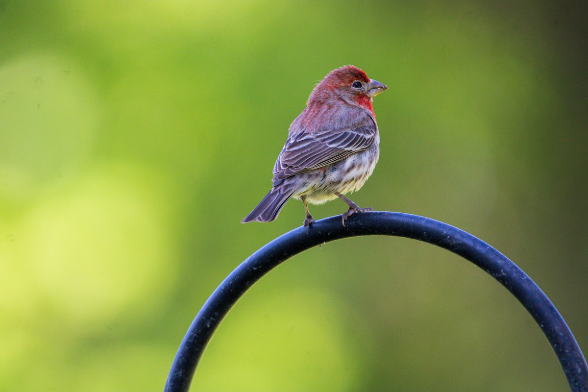 House Finch - Zay West