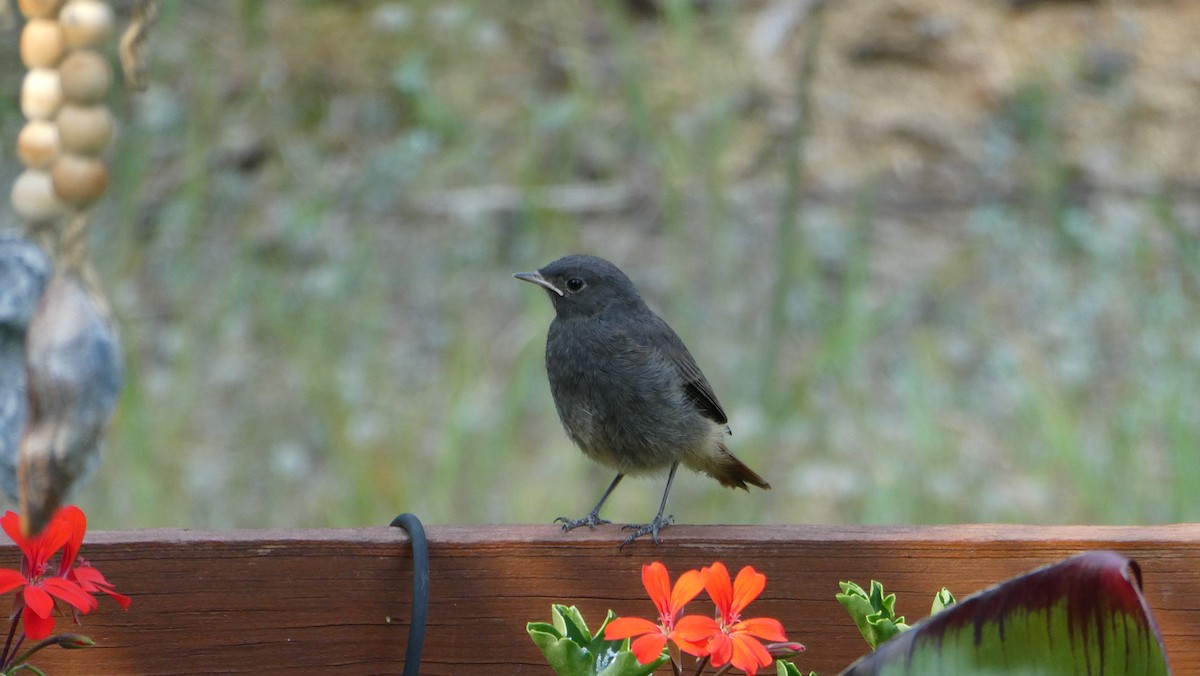 Black Redstart - Bartłomiej Walkowski