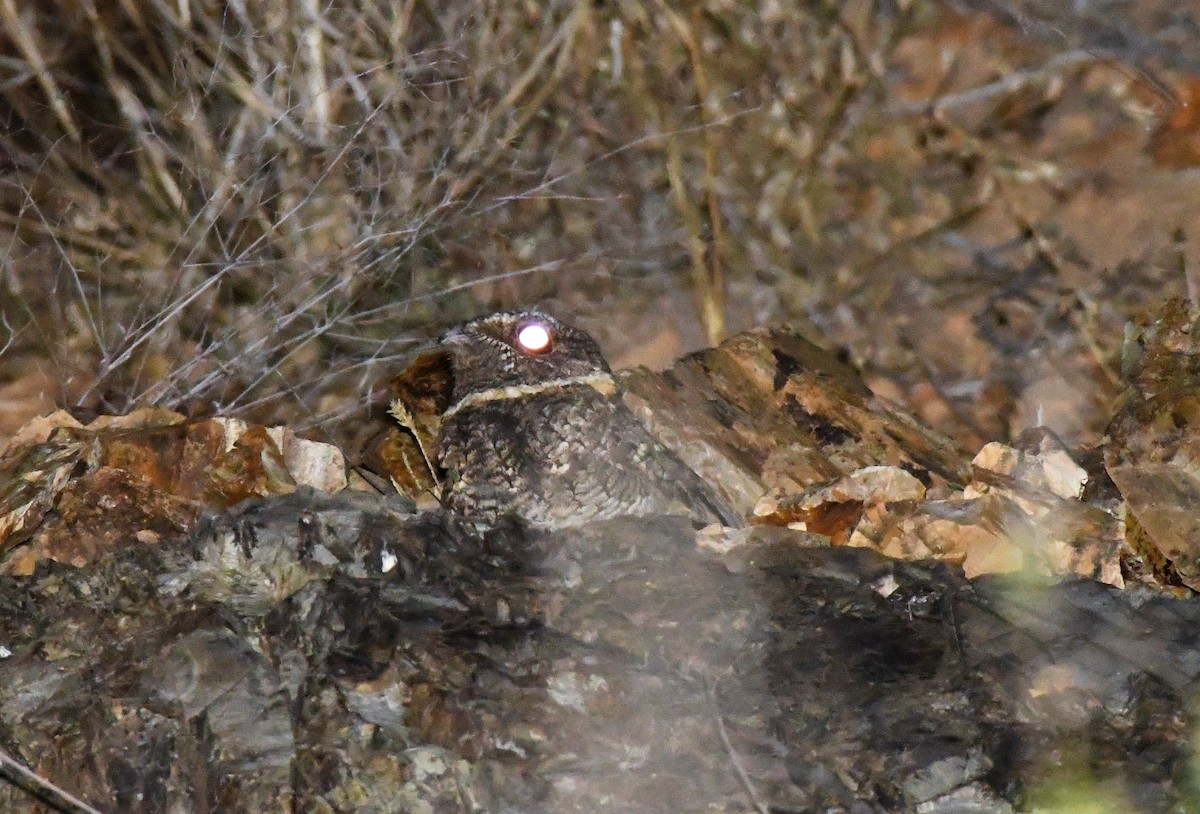 Buff-collared Nightjar - ML582290471