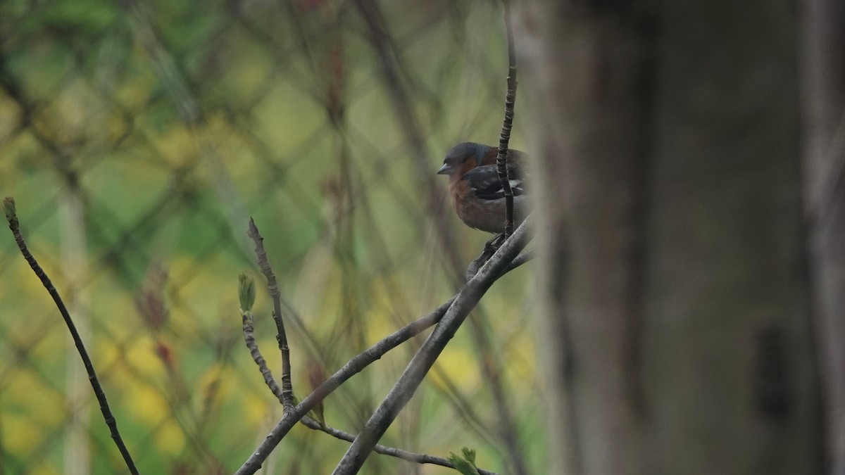 Common Chaffinch - ML582290911