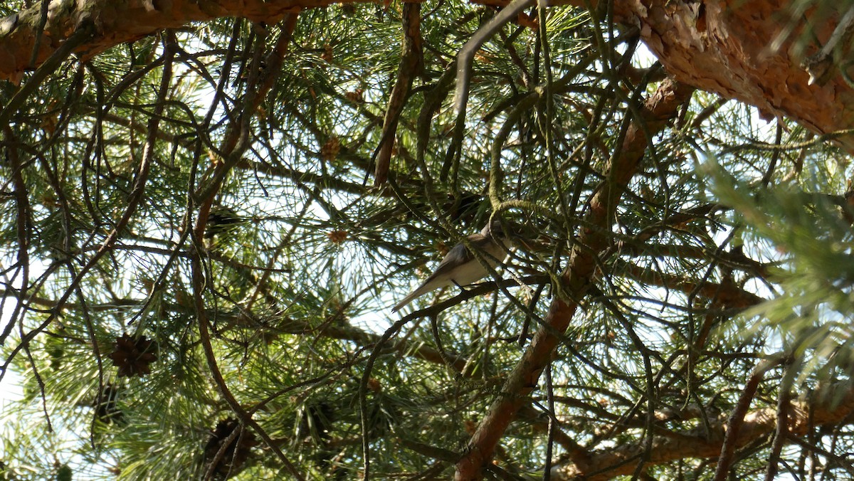 Lesser Whitethroat - Bartłomiej Walkowski