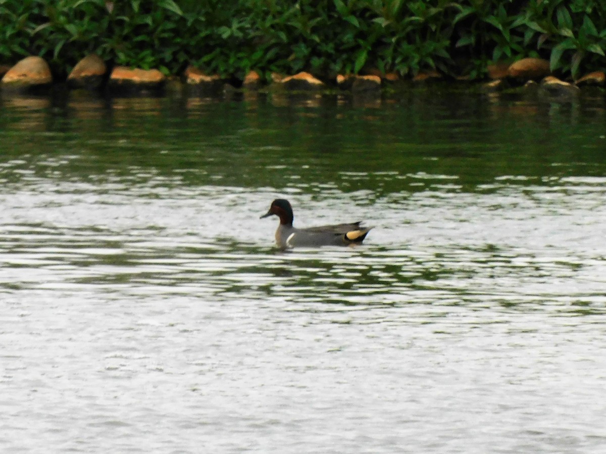 Green-winged Teal - Denis Robert