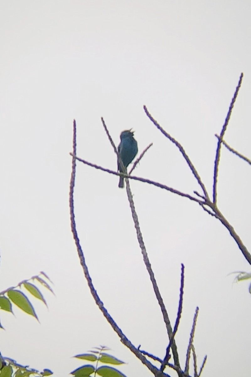 Indigo Bunting - Heidi H