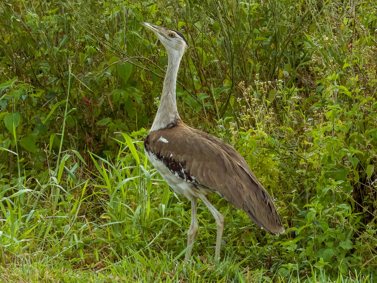 Australian Bustard - ML582294751