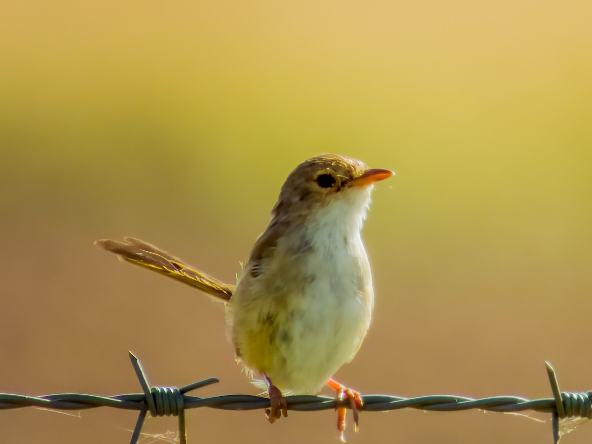 Red-backed Fairywren - ML582294811