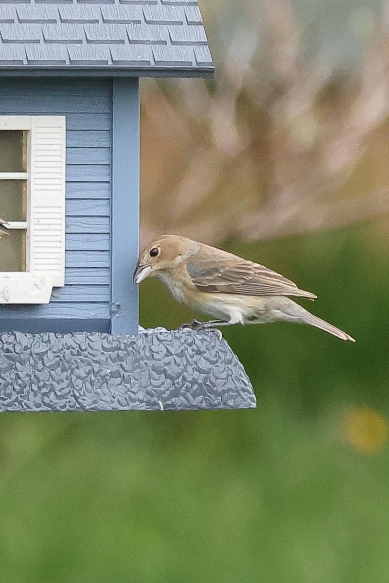 Indigo Bunting - ML582294821