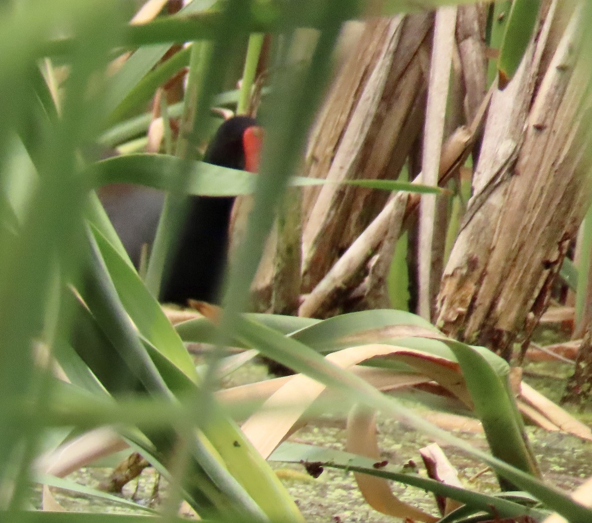 Common Gallinule - ML582295161