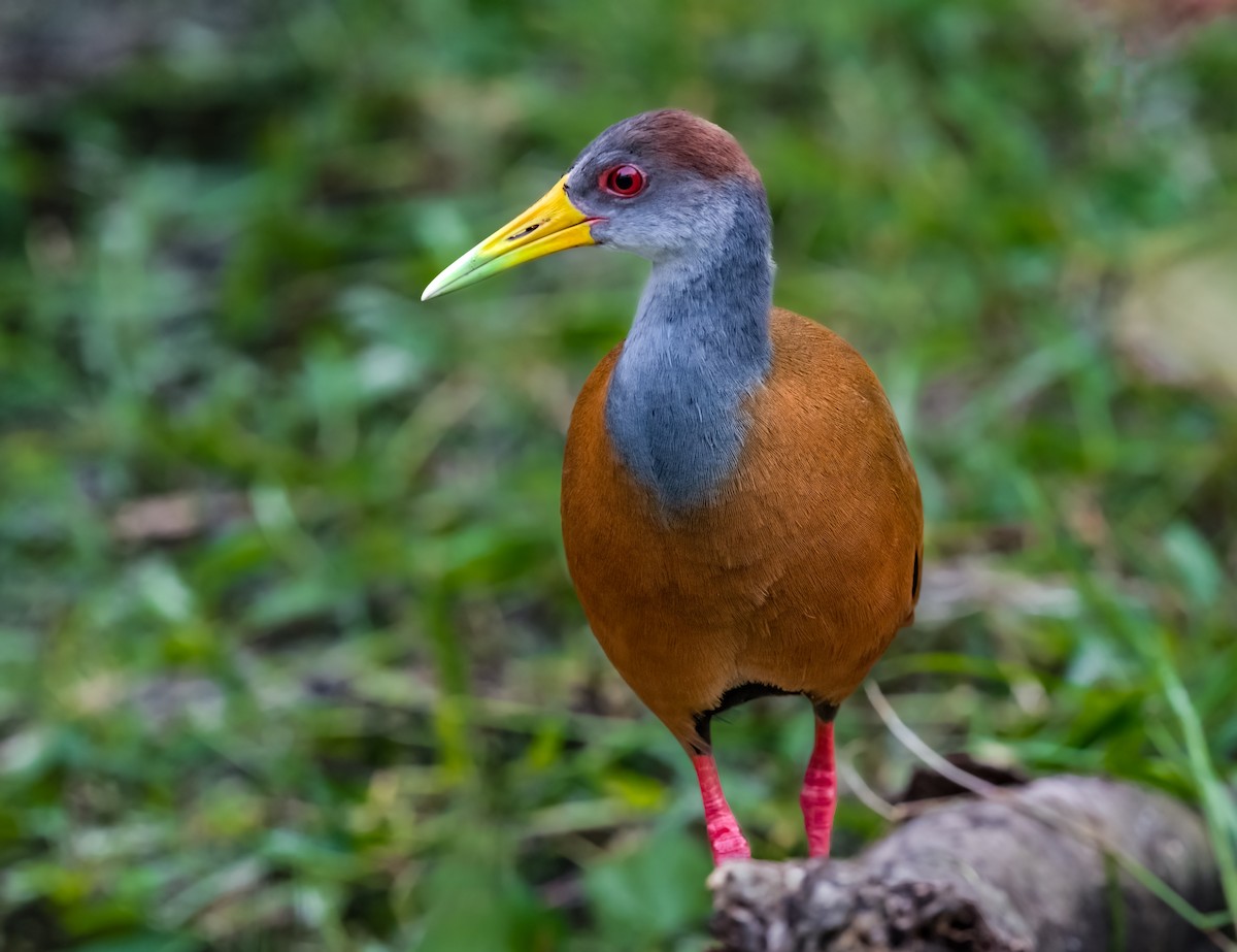 Russet-naped Wood-Rail - Jim Merritt