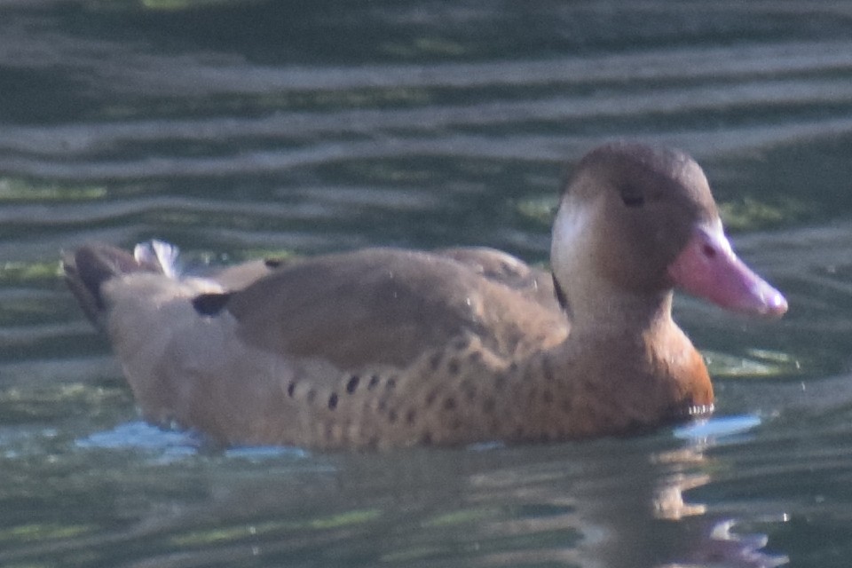 Pato Brasileño - ML582295531