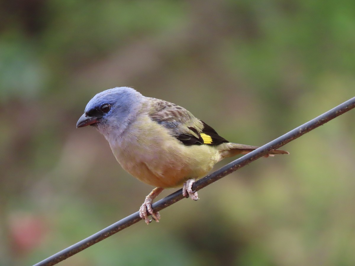 Yellow-winged Tanager - ML582295591