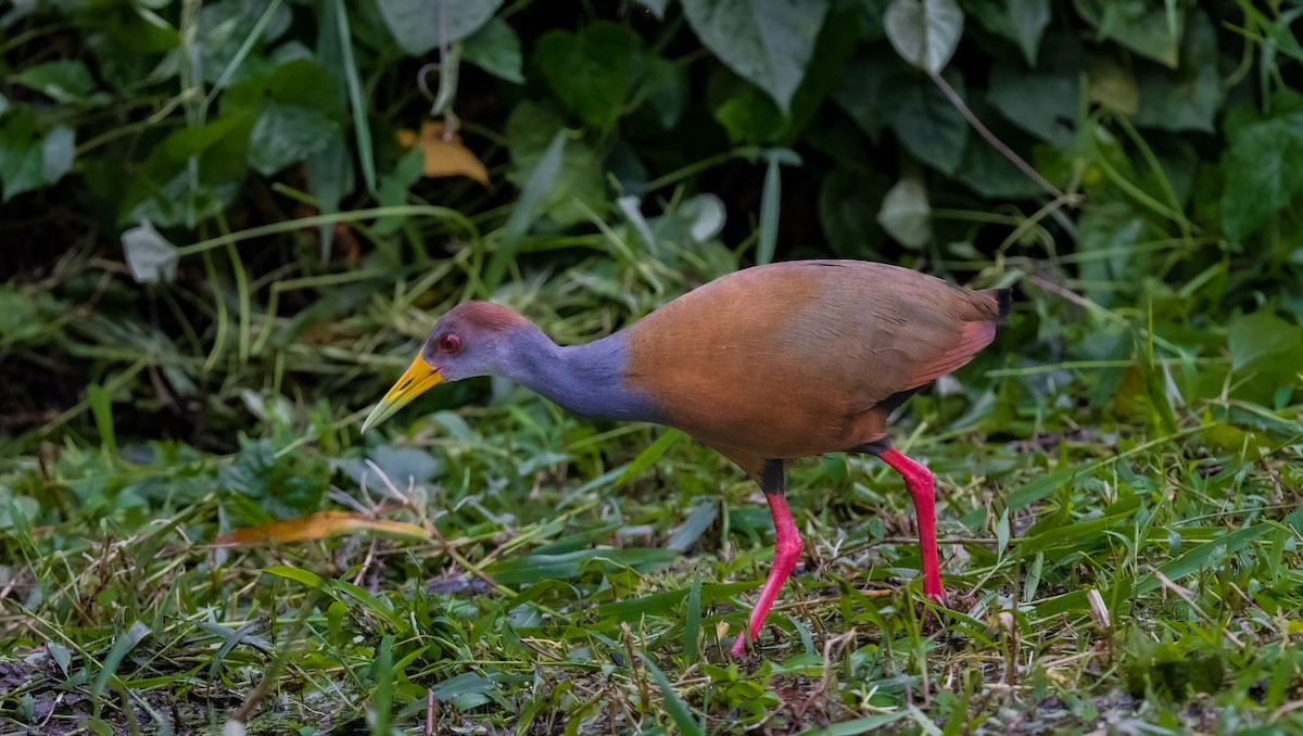 Russet-naped Wood-Rail - Jim Merritt