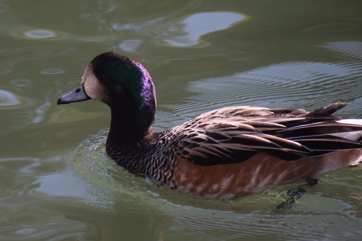 Canard de Chiloé - ML582295691