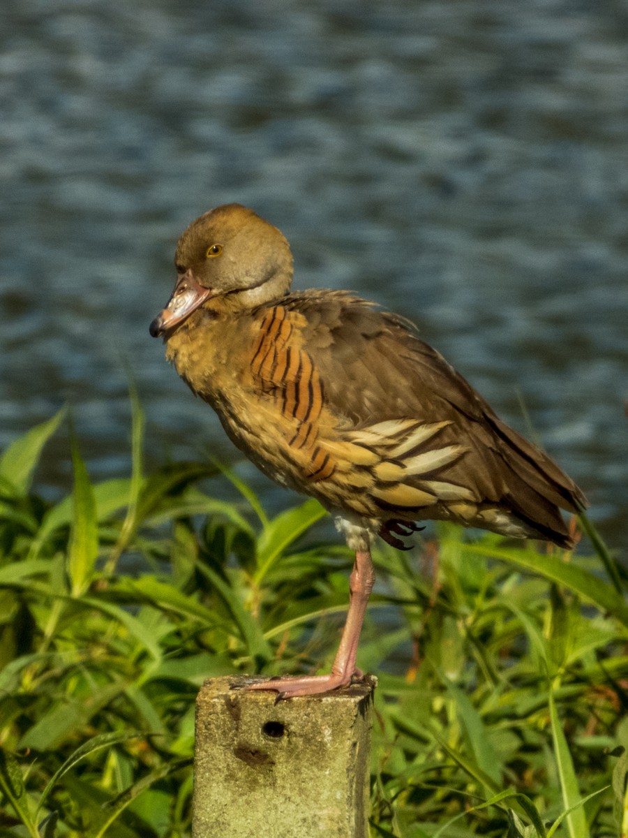 Plumed Whistling-Duck - Imogen Warren