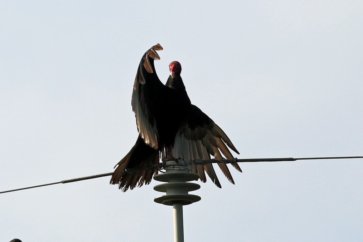Turkey Vulture - ML582296121