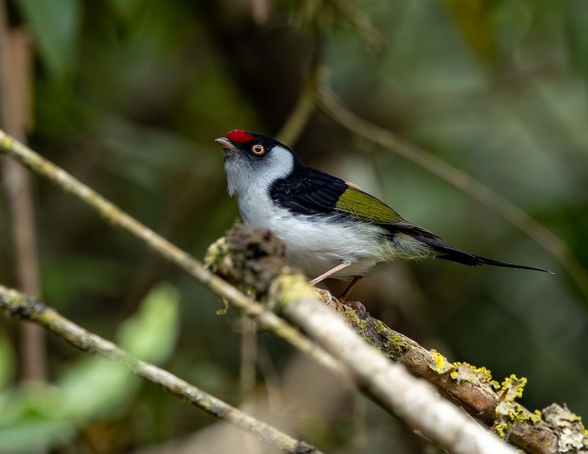 Pin-tailed Manakin - ML582296601