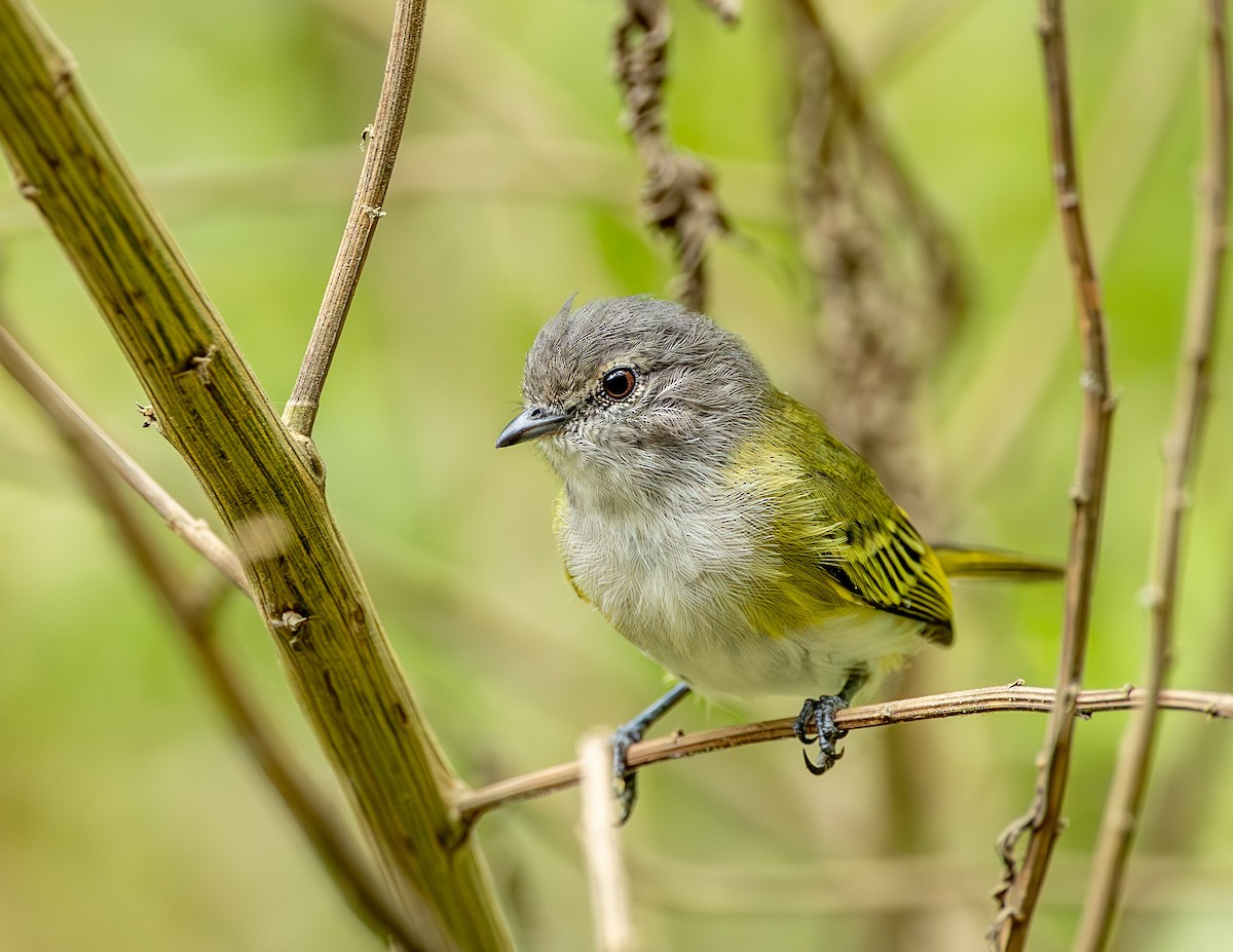 Gray-capped Tyrannulet - Clarisse Odebrecht