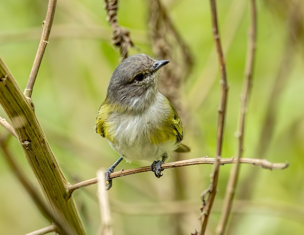 Gray-capped Tyrannulet - ML582296921