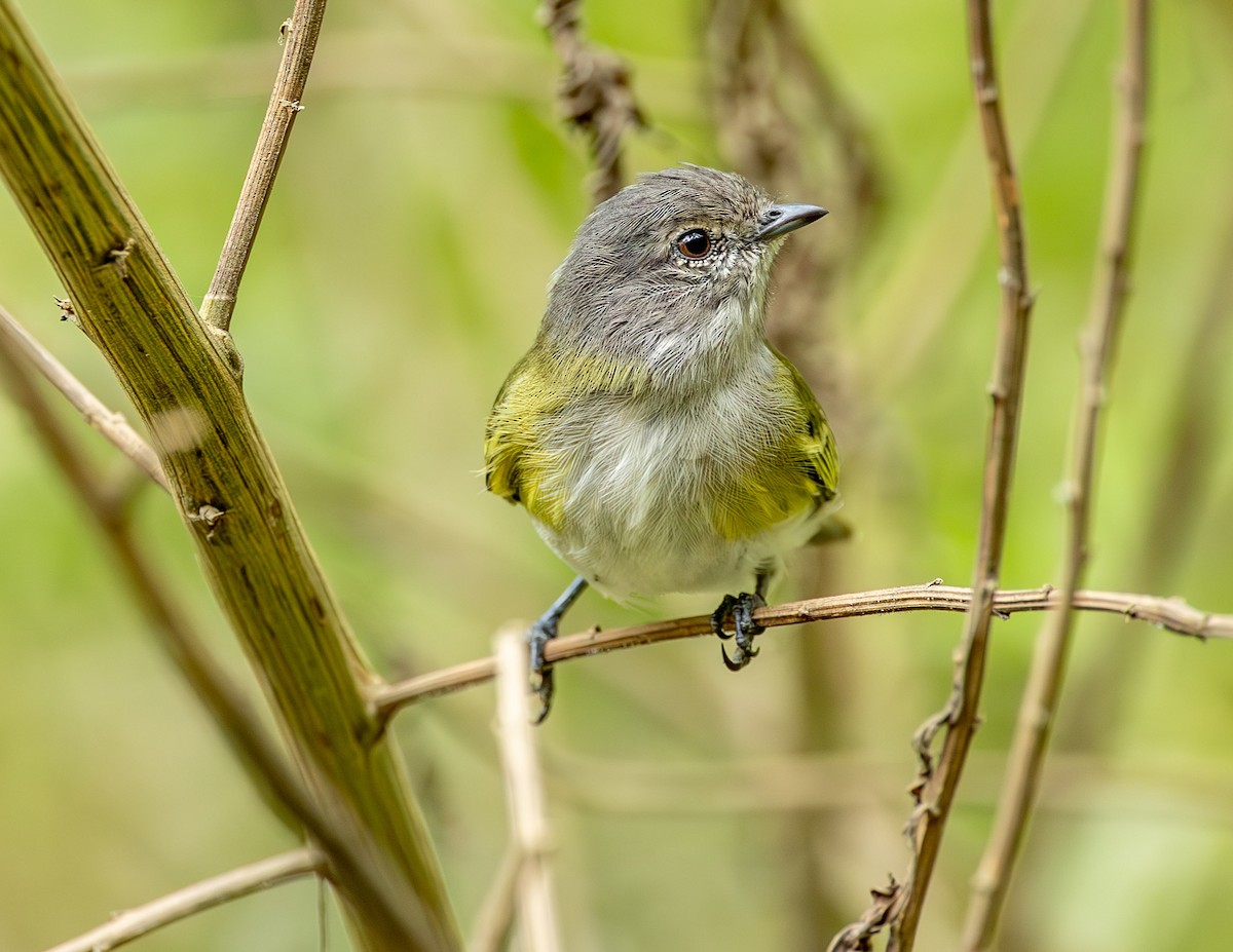 Gray-capped Tyrannulet - Clarisse Odebrecht
