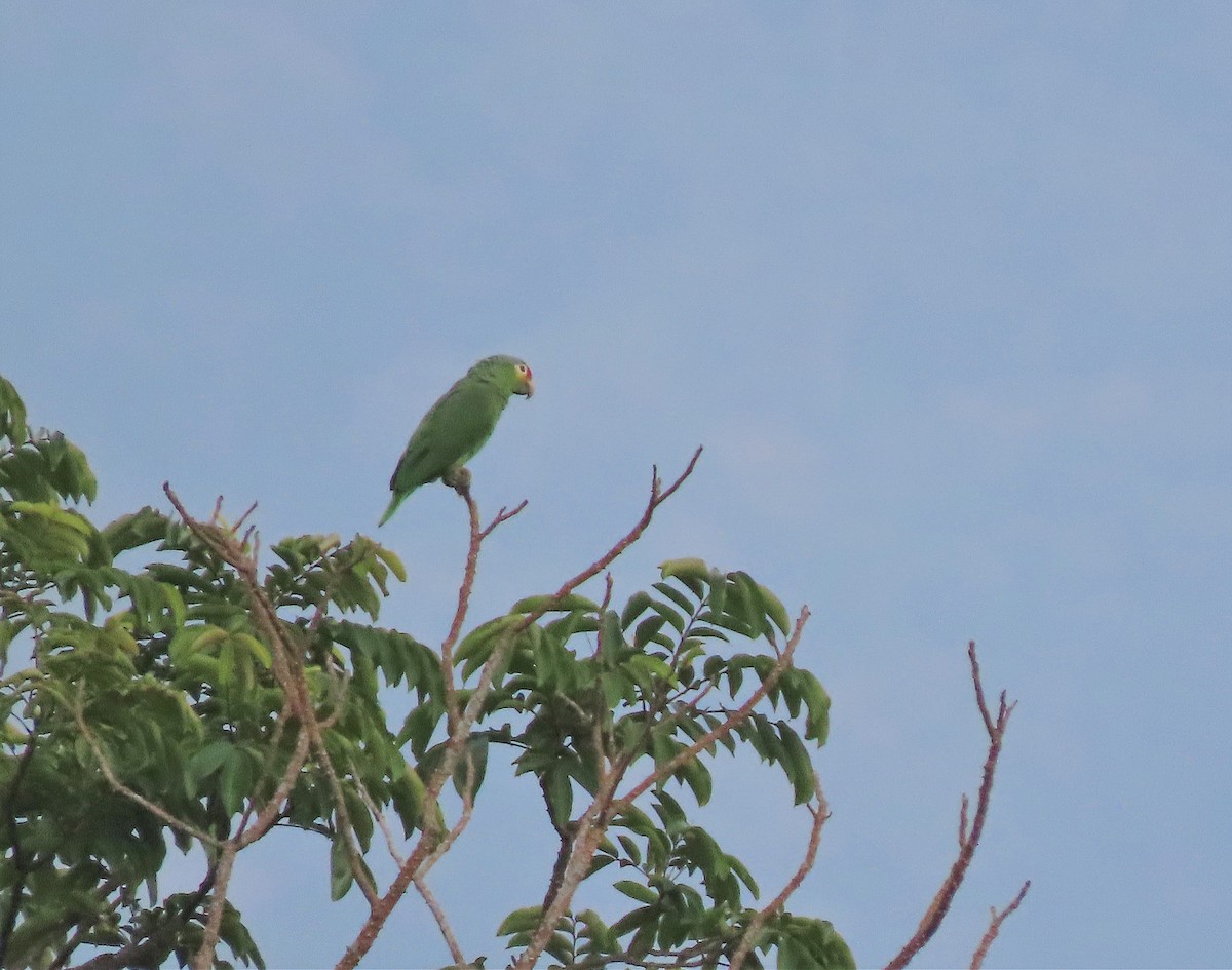 Red-lored Parrot - ML582297081