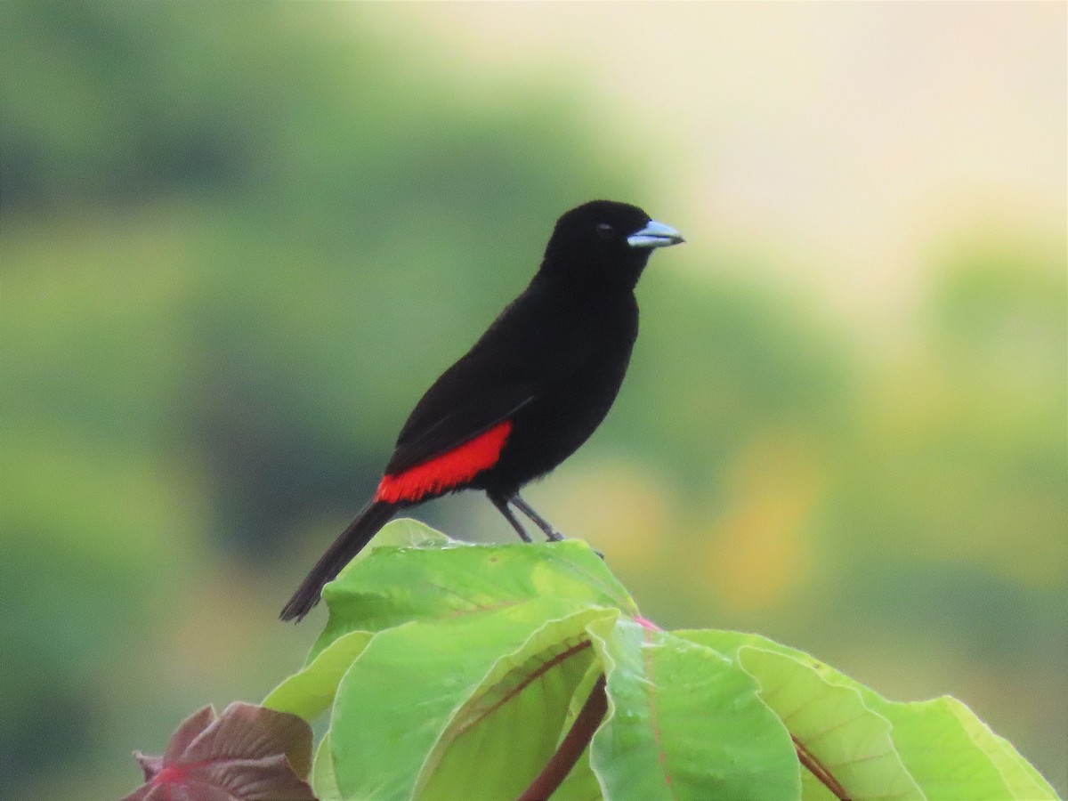 Scarlet-rumped Tanager - ML582297121