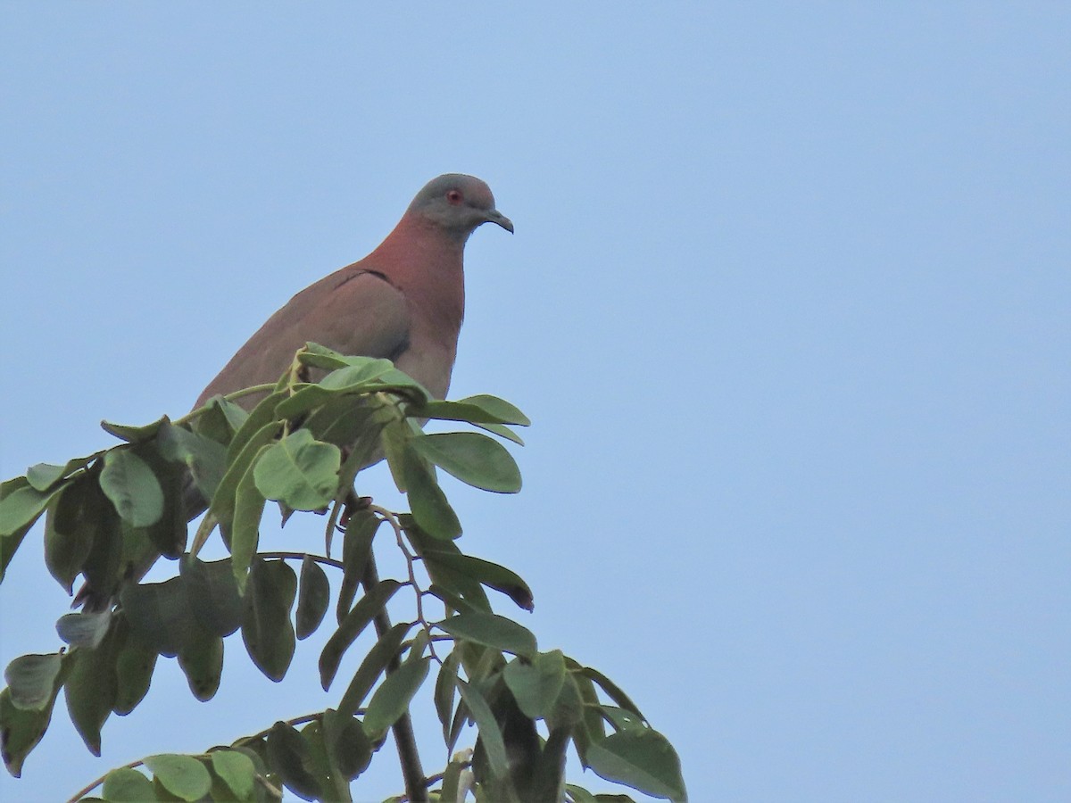 Pale-vented Pigeon - Alfonso Auerbach