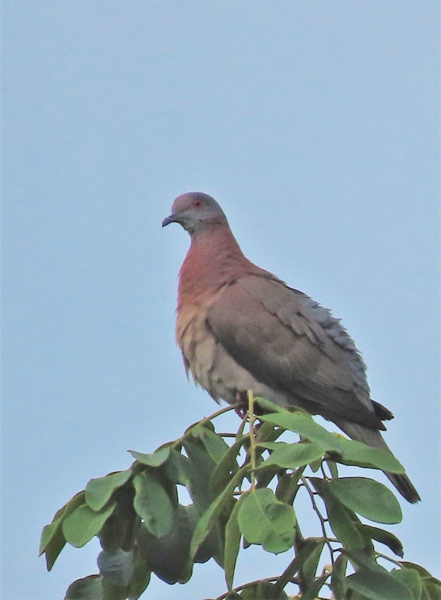 Pale-vented Pigeon - Alfonso Auerbach