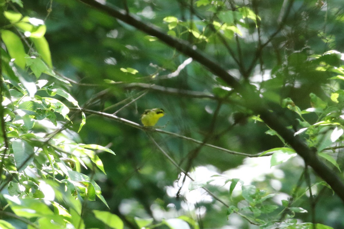 Kentucky Warbler - ML582297351