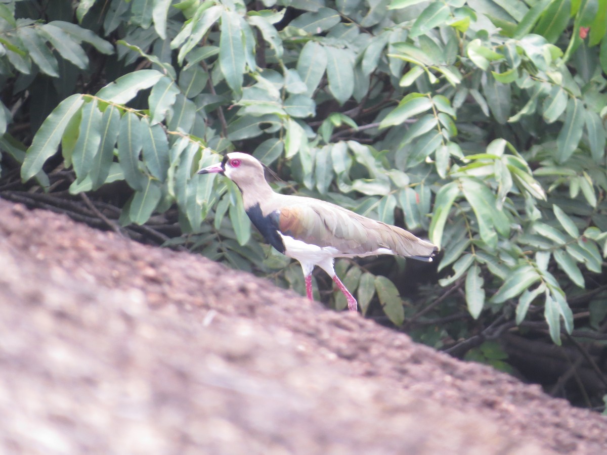 Southern Lapwing - ML58229751