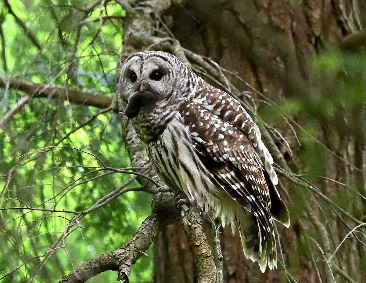Barred Owl - Margaret Hough