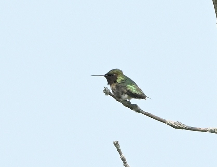 Ruby-throated Hummingbird - Margaret Hough