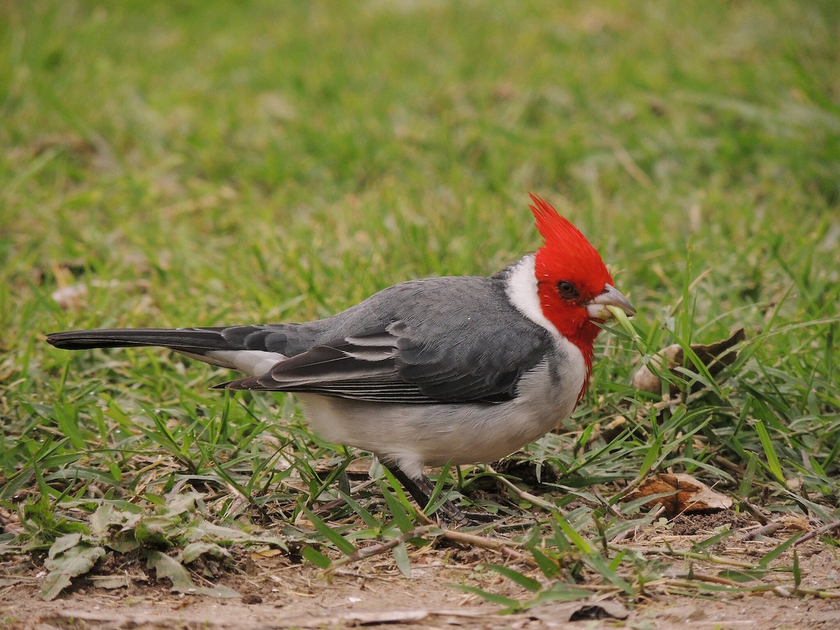 Red-crested Cardinal - ML582299041