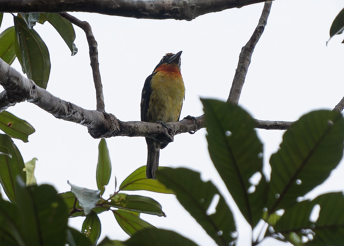 Gilded Barbet - ML582300301