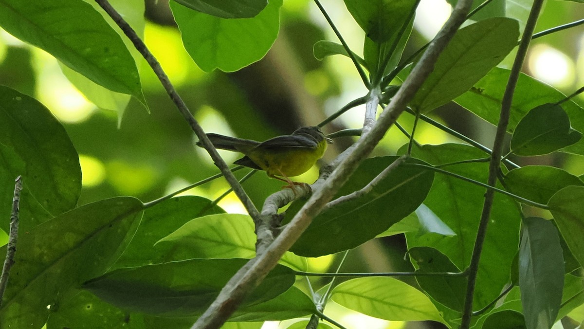 Golden-crowned Warbler - ML582301071