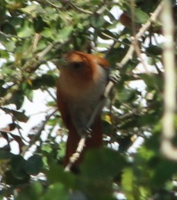 Squirrel Cuckoo - ML582301731