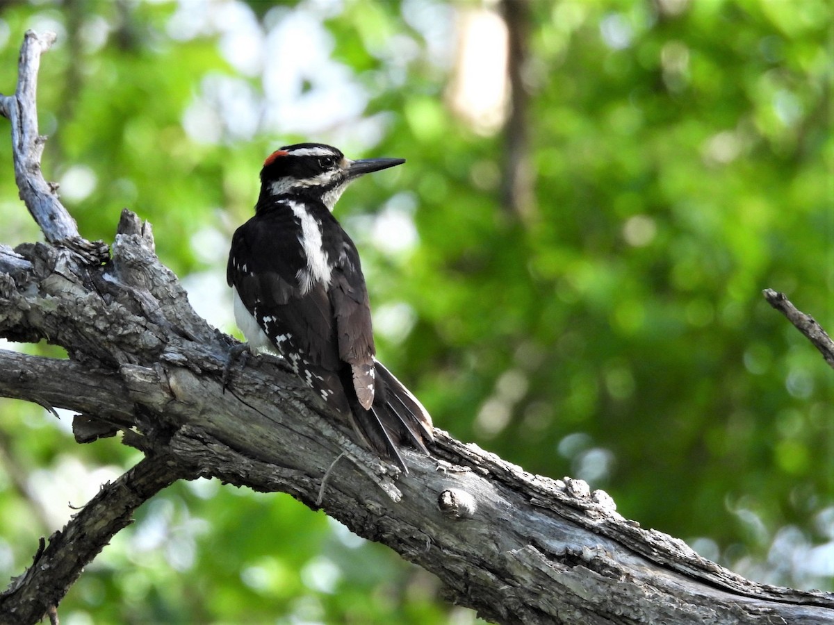 Hairy Woodpecker - ML582302001