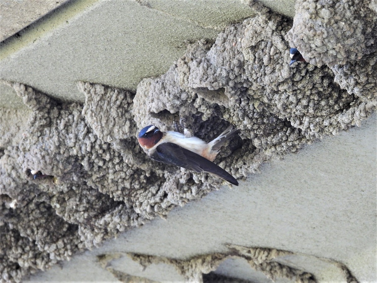 Cliff Swallow - ML582302041
