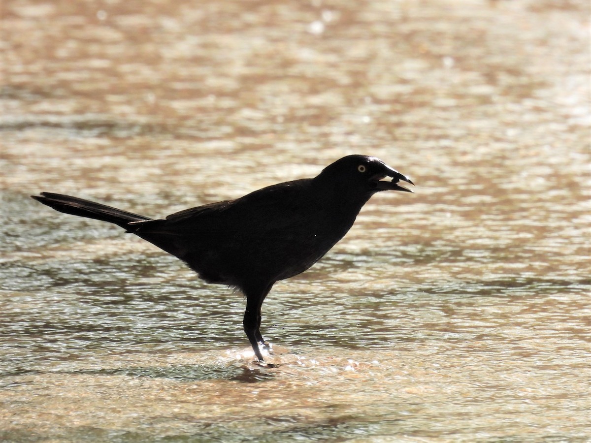 Common Grackle - ML582302091