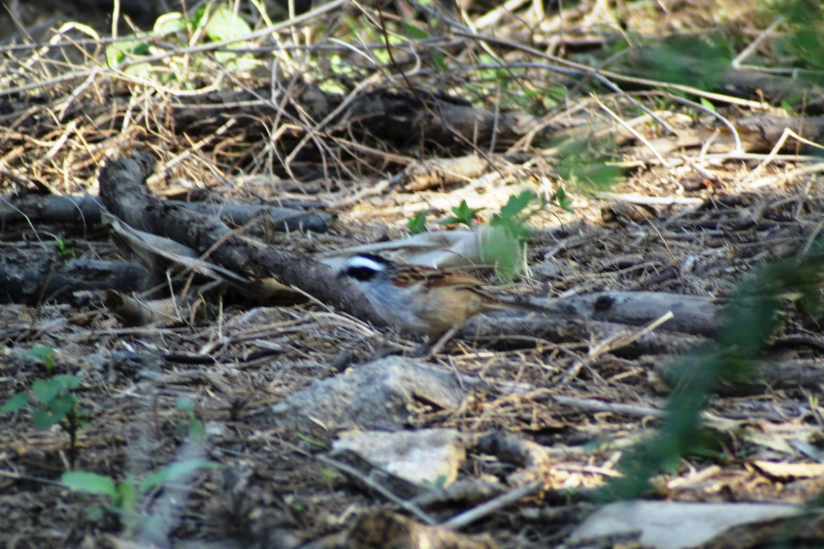 Stripe-headed Sparrow - ML582302381