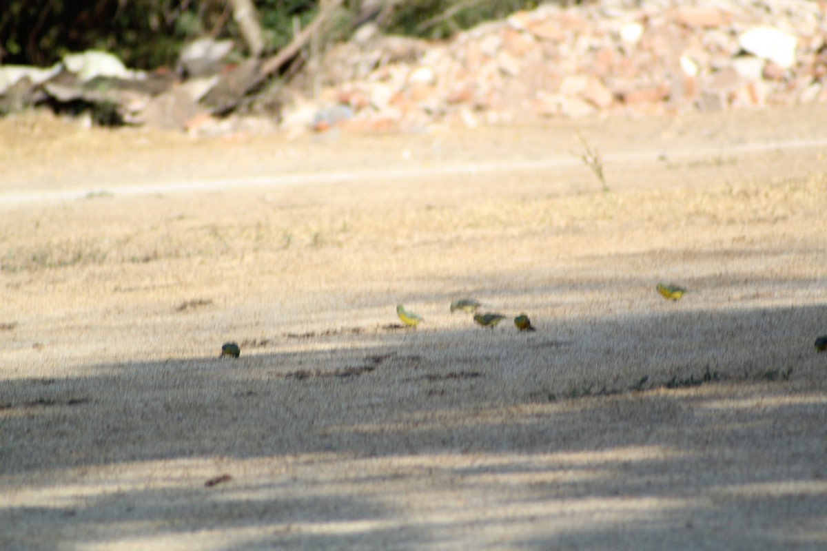 Orange-breasted Bunting - ML582303291