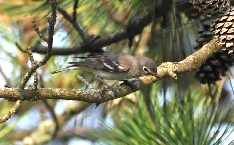 Plumbeous Vireo - David True