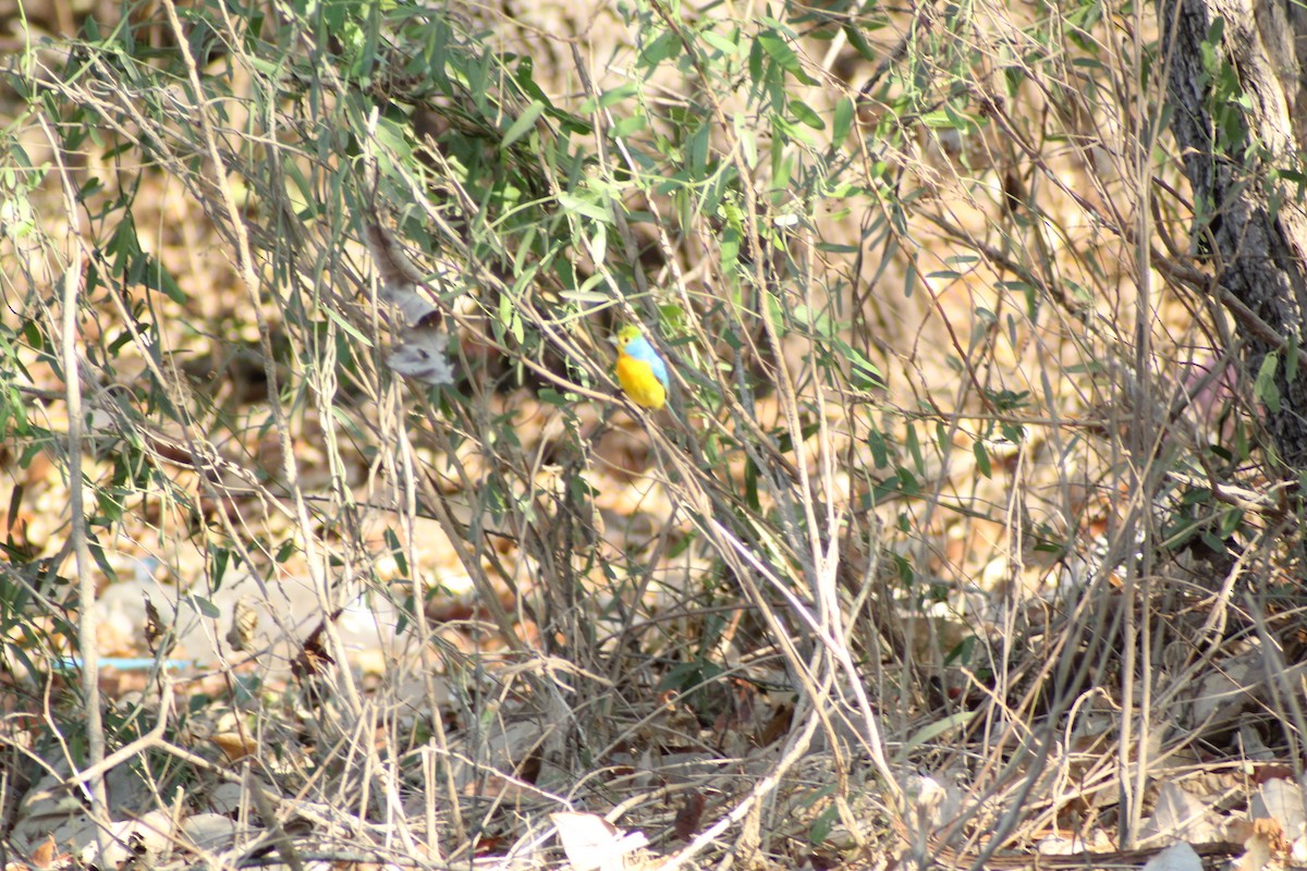 Orange-breasted Bunting - ML582303831