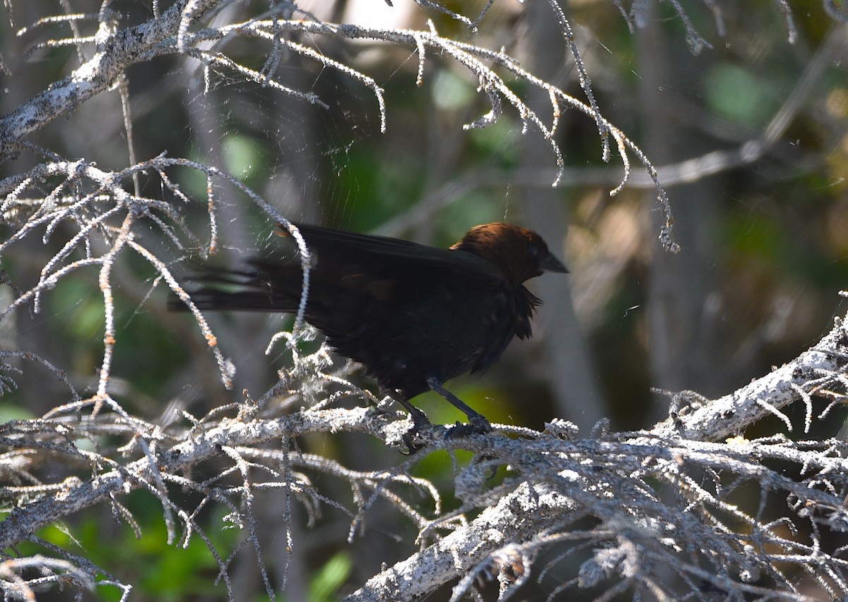 Brown-headed Cowbird - ML582304051