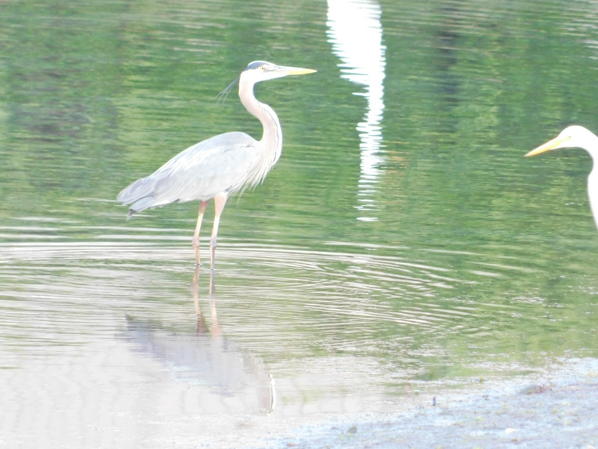 Garza Azulada - ML582304181