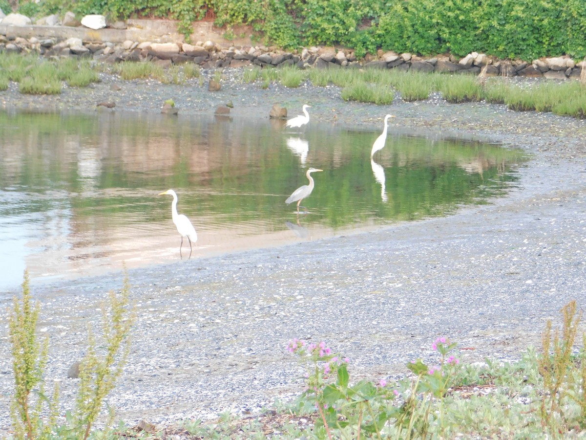 Great Egret - ML582304251