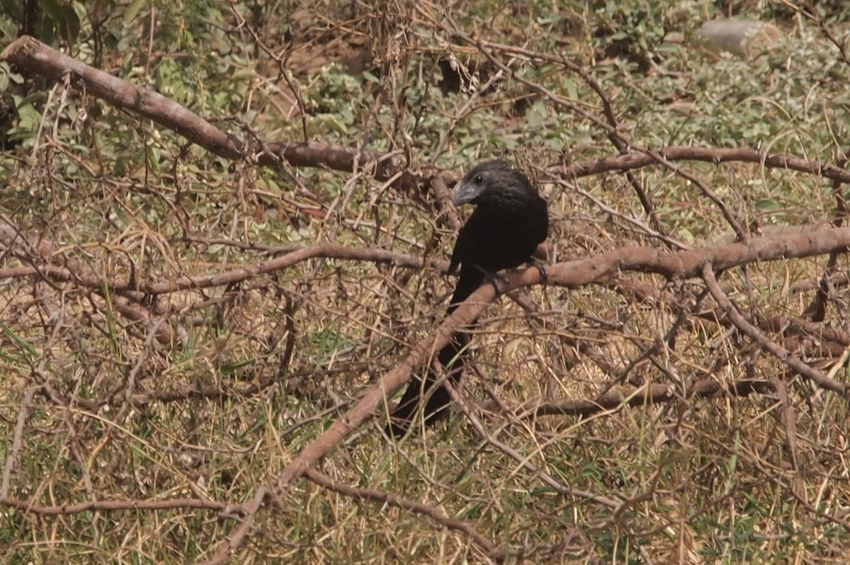 Groove-billed Ani - Eduardo Freitez Gassán