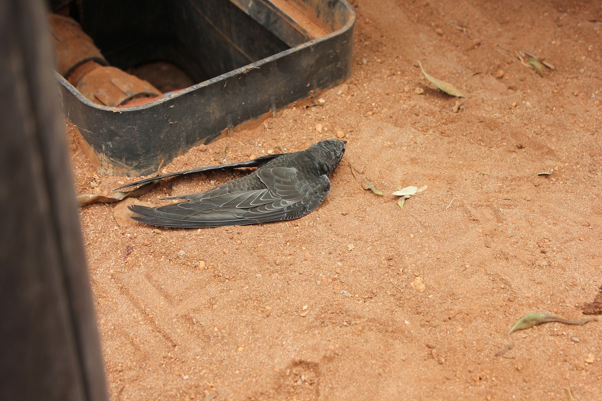 Cape Verde Swift - ML582305201
