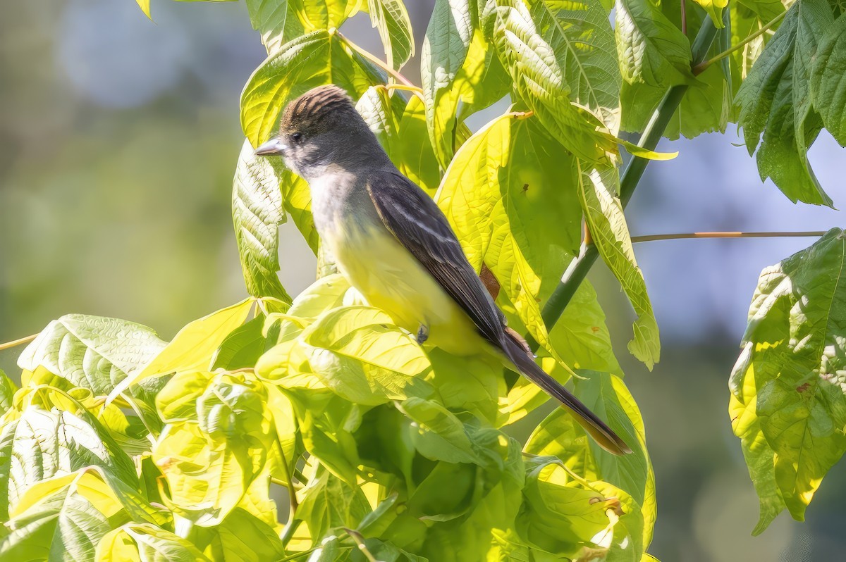 Great Crested Flycatcher - ML582305501