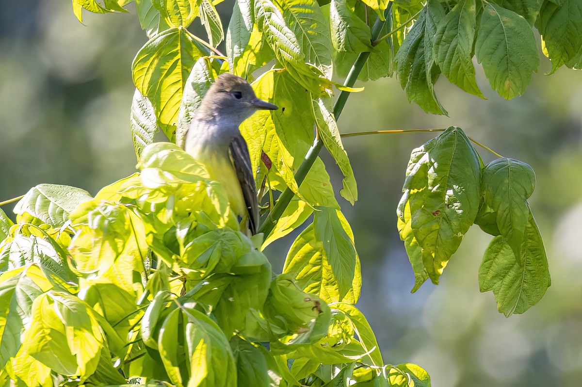 Great Crested Flycatcher - ML582305511